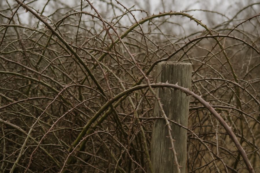 Dense multiflora rose overtaking a fence post